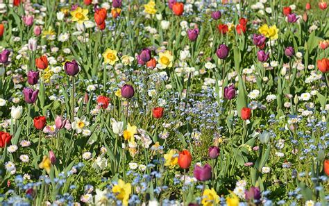 Spring Flowers Tineretului Park Bucharest Romania Stock Photo