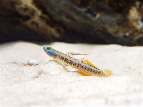 Home Freshwater Fish Gold Neon Dwarf Goby Stiphodon