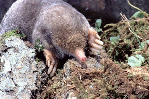 Moles Are Perfectly Suited For Their Underground Lifestyle Forest Preserve District Of Will County