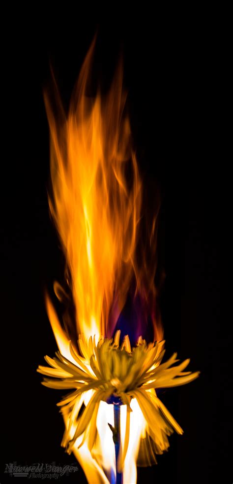 Garden warfare and plants vs. Fire and Flowers | Maxwell Danger Photography