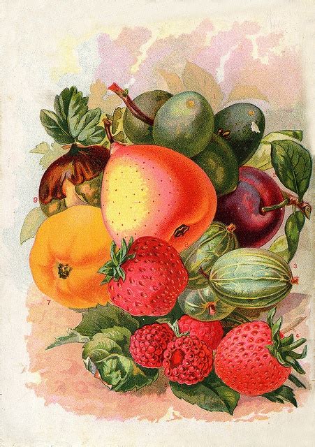 46 Best Vintage Fruit And Vegetables Images On Pinterest Vintage Images