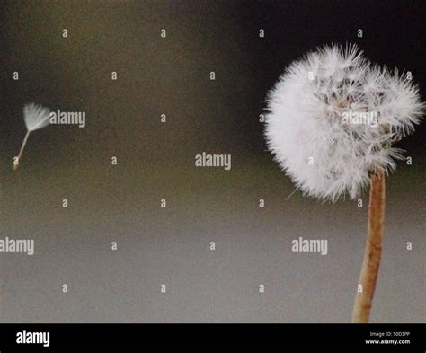 Dandelion Seed Blowing In The Breeze Stock Photo Alamy