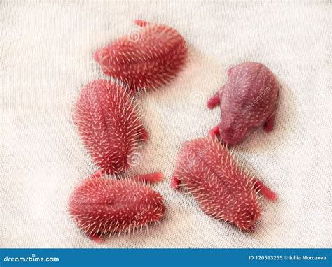 Five Newborn White Hedgehogs On White Background Stock Image Image Of