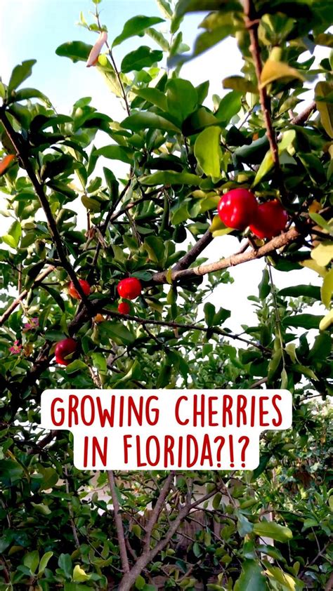 Growing Cherries In Florida Barbados Cherry Trees Are Producing Fruit