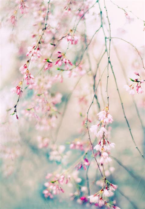 Weeping Cherry Blossoms Photograph By Jessica Jenney Pixels