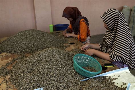kopi indonesia bukan   dunia tapi  benteng konservasi
