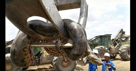 ¡anaconda Gigante Sorprende A Obreros María Celeste María Celeste
