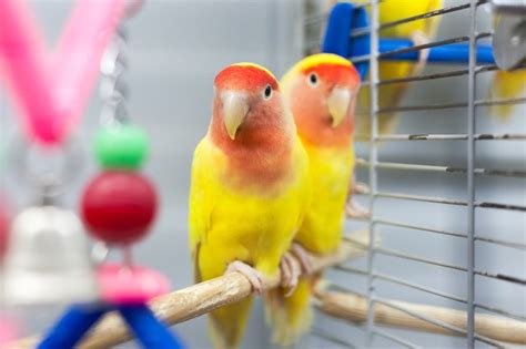 The Difference Between Male And Female Lovebirds Cuteness