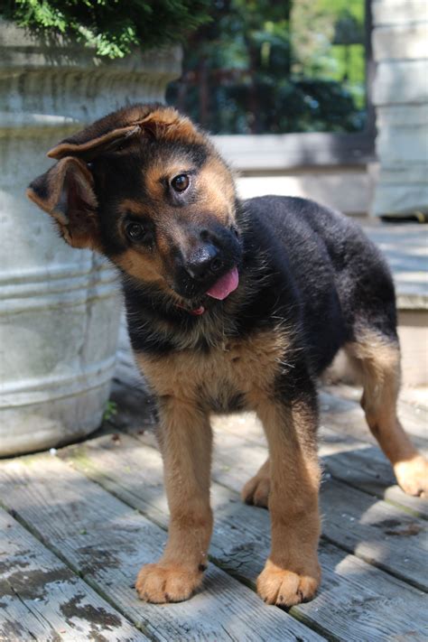 German Shepherd Puppy Theyll Steal Your Heart And Youll Never Want