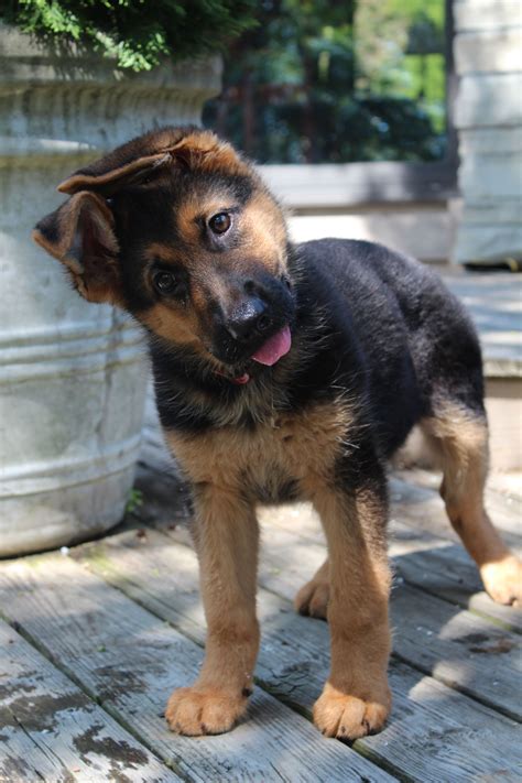 How do you puppy proof for german shepherds? How Many Puppies Can A German Shepherd Have - Pets Ideas