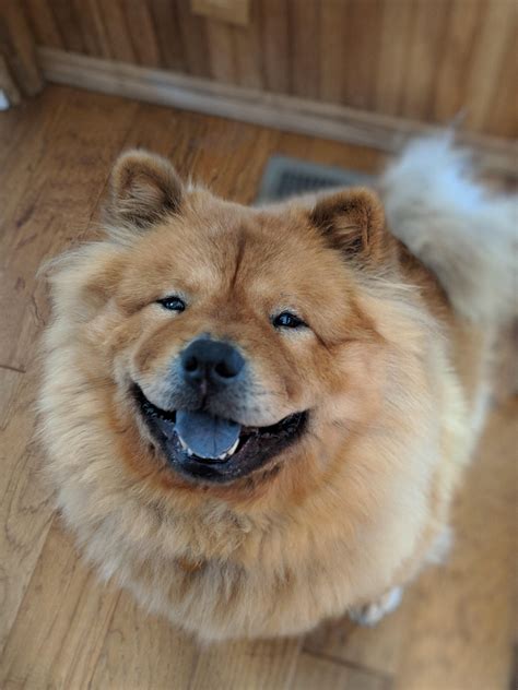 Chow Chows Really Do Have Blue Tonguesifttt2dr7zvz Cute
