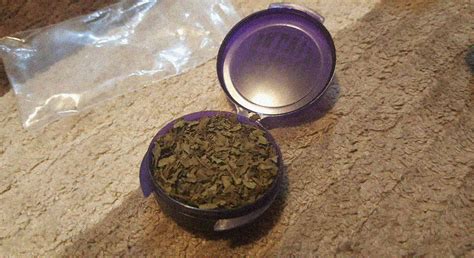What Is Salvia And Is The Psychoactive Drug Still Legal Mj Pureplay