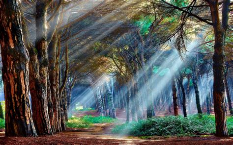 Pin By Tony M On Wallpaper Nature Mystical Forest Beautiful Nature