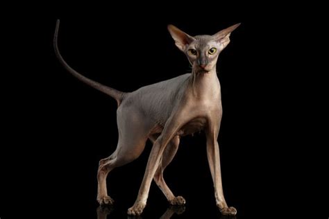 Peterbald Cat Breed Info Pictures Temperament And Traits Pet Keen