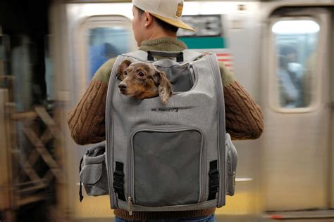 The 7 Best Dog Backpack Carriers Of 2024 Tested And Reviewed