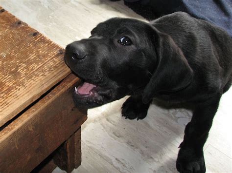 Black labrador retrievers, or just plain black labs, are one of the most commonly owned dogs in the us. 10 Ways To Safety Check Your Home And Keep Your Pup ...