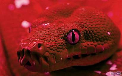 Snake Wallpapers Snakes Desktop Animal Skin Spot