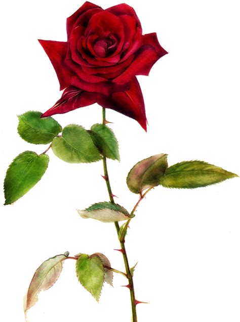 Single Red Rose Clip Art Free Best Picsart Transparent Background