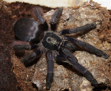 Purple Tree Spider Tapinauchenius Violaceus Arachnid Of The Order