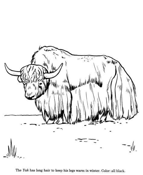 Free Yak Coloring Pages