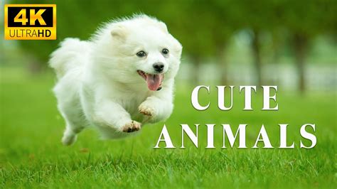 Baby Animals 4k You Relax With The World Of Funny Baby Animals
