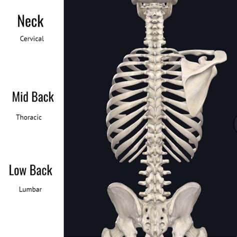Your Guide To Mid Back Pain Causes What And Where Do They Hurt