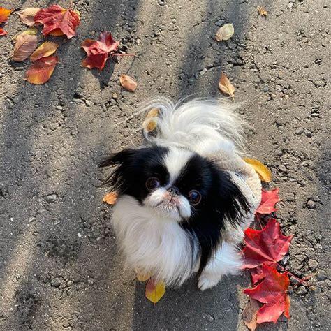 15 Cool Facts About Japanese Chin Page 2 Of 5 The Dogman