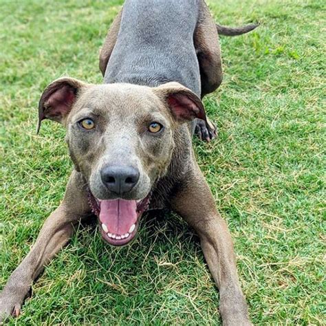 Blue Lacy Dog Breed Information And Characteristics