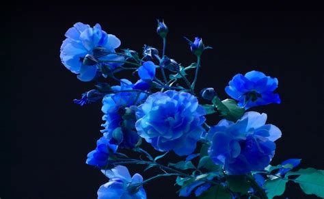 Full Hd Blue Flower Wallpaper Gambar Bunga