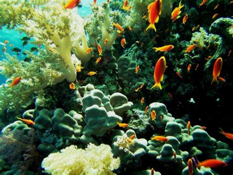 Coral Reef Aqaba Rushkult