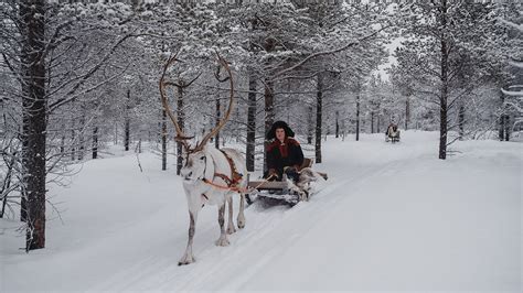 Forest Trail Reindeer Safari Visit Lapland