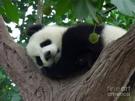 Sleeping Panda Photograph