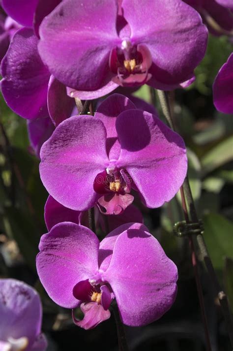 Flowering Bright Purple Moth Orchid Stock Photo Image Of Labellum