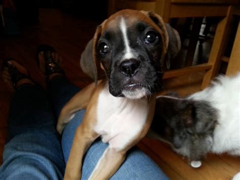 New From Nj My Face Boxer Forum Boxer Breed Dog Forums