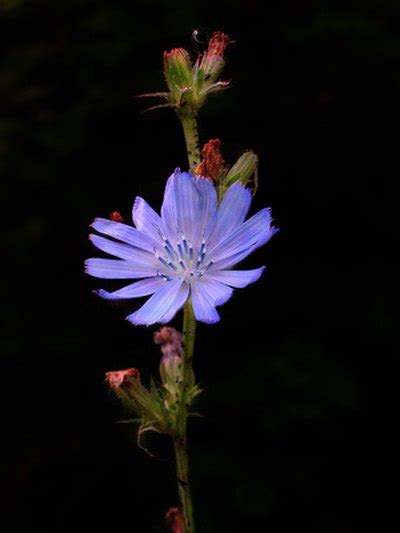 Medicinal Uses Of Chicory Root Livestrongcom