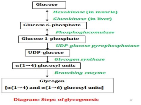 Degradation Steps Glycogen Metabolism Glycogenesis Carbohydrate Pathway
