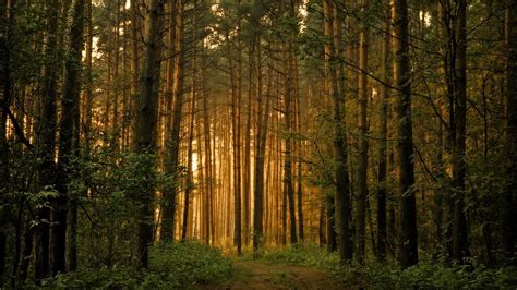 20 Excellent Desktop Wallpapers Forest You Can Download It Free