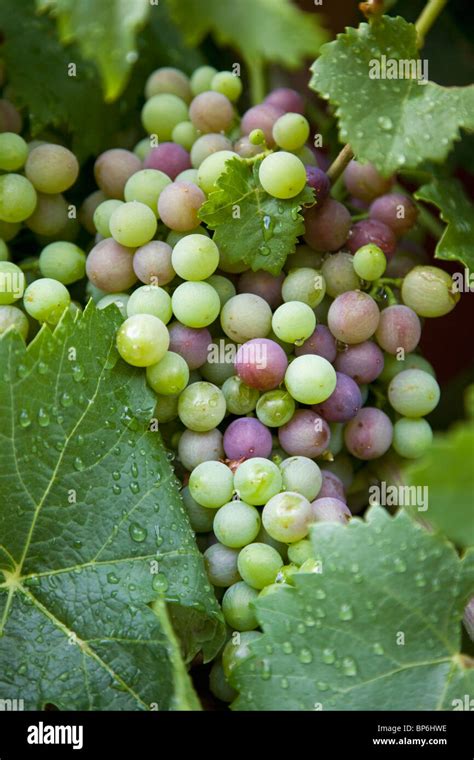 Detail Of Grapes On A Vine Stock Photo Alamy