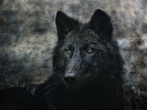 The Black Wolf Art Print By Joachim G Pinkawa Black Wolf Wolf Art