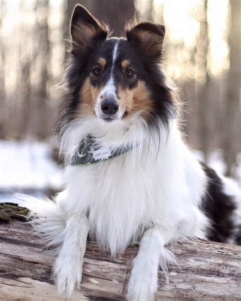 Pin On Scottish Collies