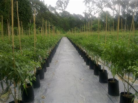 Posted by tanamanbaru on saturday, 3 january 2015. Cergas Agro - Fertigasi , Pertanian & Ternakan