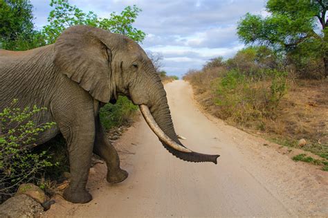 Thetravelingteacher Kruger National Park Mpumalanga South Africa