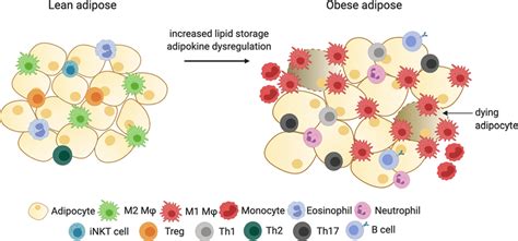 Immune Cell Changes In Response To Obesity In Adipose Tissue Lean Download Scientific Diagram