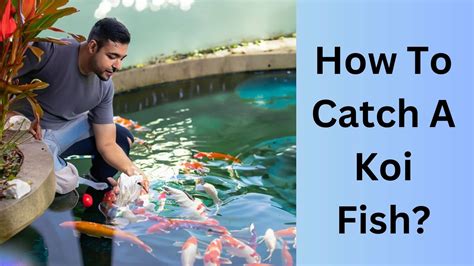 How To Catch A Koi Fish Koi Seller