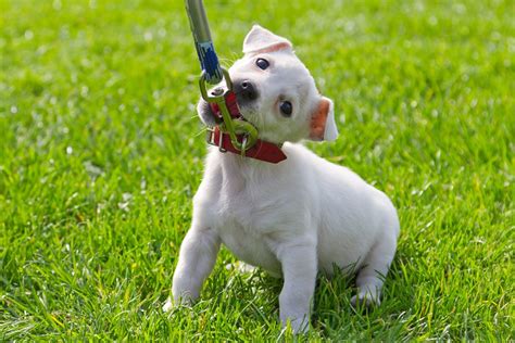 But when you can start to feel puppies move, how many weeks of pregnancy will they be moving the most, and how long will you then have to wait until birth? My Puppy Won't Walk on Leash! 3 Ways to Train Your Puppy to Love Her Leash - Dr. Sophia Yin