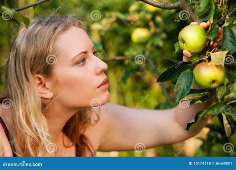 Woman Harvesting Apples In Garden Stock Photo Image Of Grabbing