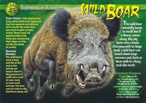 Boars are an aggressive creature found in meadows biome. Image - Wild Boar front.jpg | Wierd N'wild Creatures Wiki | FANDOM powered by Wikia