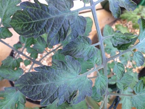 Tomato Leaf Edges Turning Black Causes And Solutions