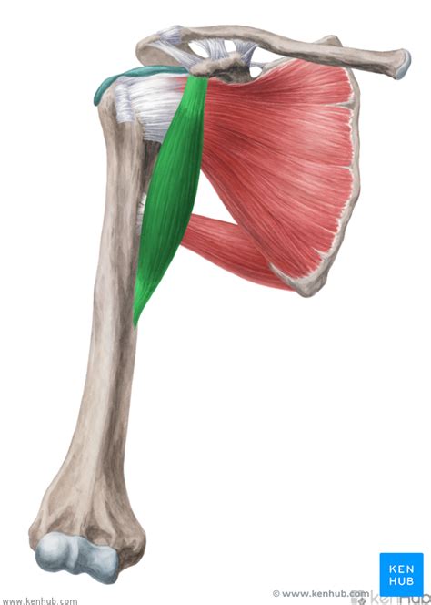 Coracobrachialis Muscle Anatomy Function And Pathology Kenhub