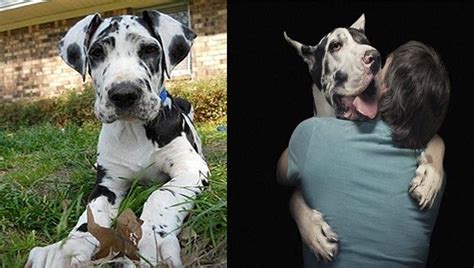 9 Stranger Ways Your Great Dane Express Their Undying Love For You